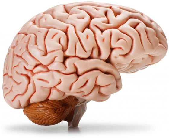 حقائق مثيرة عن المخ البشري: يدمن الوجبات السريعة ويصاب بشلل مؤقت صورة رقم 3