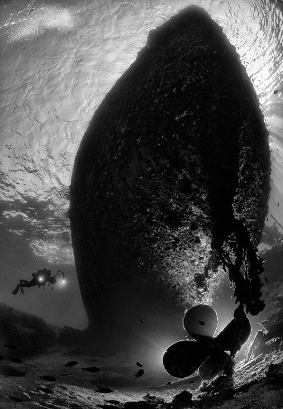  صور مذهلة من جوائز التصوير تحت الماء بينها مضيق تيران في مصر صورة رقم 10