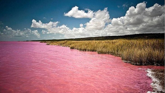 فيديو مذهل.. الطحالب تحول لون بحيرة استرالية الى الوردي صورة رقم 3