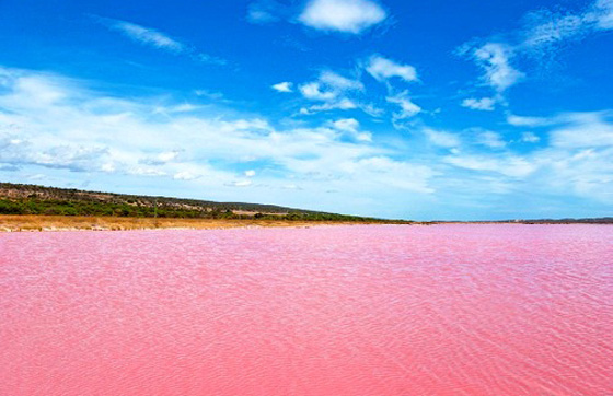 فيديو مذهل.. الطحالب تحول لون بحيرة استرالية الى الوردي صورة رقم 4