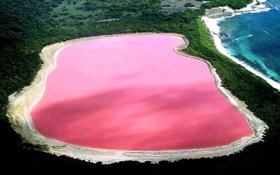 فيديو مذهل.. الطحالب تحول لون بحيرة استرالية الى الوردي صورة رقم 2