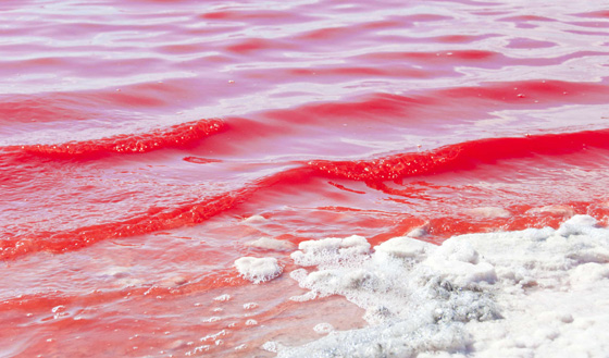 فيديو مذهل.. الطحالب تحول لون بحيرة استرالية الى الوردي صورة رقم 5