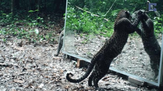 فيديو طريف.. حيوانات الأدغال تشاهد نفسها لأول مرة في المرآة صورة رقم 8