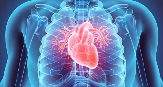 علماء يكتشفون ان قلب الانسان قادر على شم الروائح! صورة رقم 3