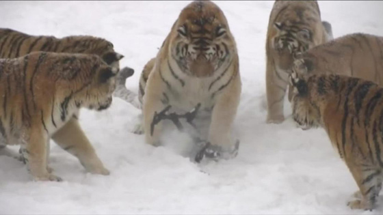  فريسة خالية من اللحم والدم تلتقطها مجموعة من النمور الجائعة! فيديو صورة رقم 2