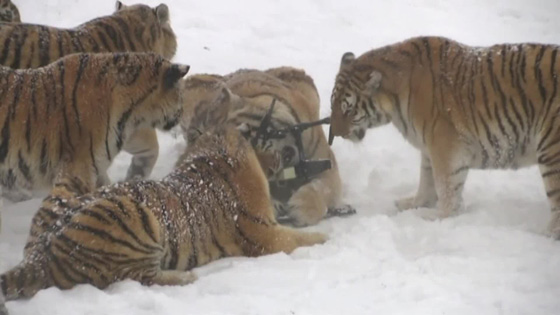  فريسة خالية من اللحم والدم تلتقطها مجموعة من النمور الجائعة! فيديو صورة رقم 3