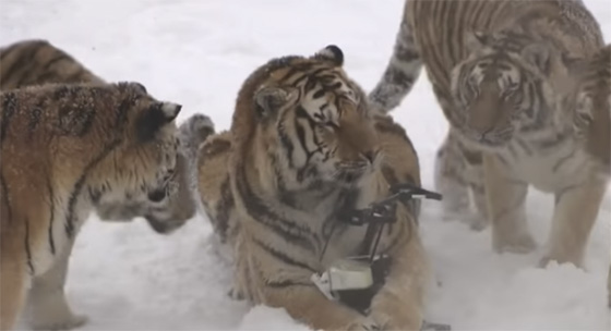  فريسة خالية من اللحم والدم تلتقطها مجموعة من النمور الجائعة! فيديو صورة رقم 5