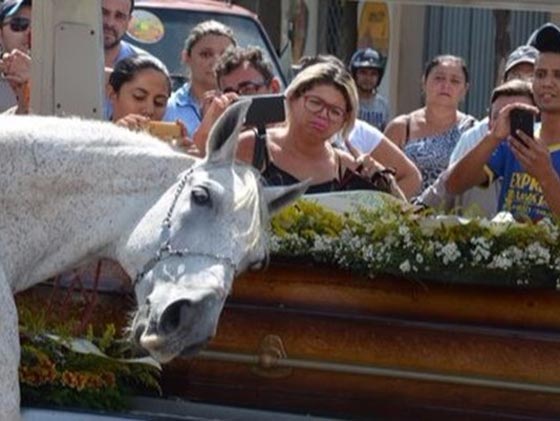 حصان يبكي وطيور تنتحر.. عادات حيوانات غريبة في البرازيل صورة رقم 6