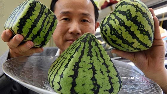 في اليابان: حبة فراولة بـ4 آلاف دولار وبطيخ فاخر بـ27 ألف دولار! صورة رقم 1