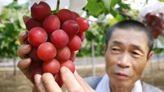 في اليابان: حبة فراولة بـ4 آلاف دولار وبطيخ فاخر بـ27 ألف دولار! صورة رقم 3