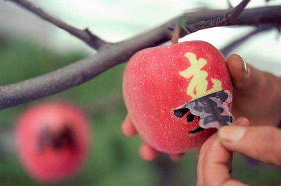 في اليابان: حبة فراولة بـ4 آلاف دولار وبطيخ فاخر بـ27 ألف دولار! صورة رقم 21