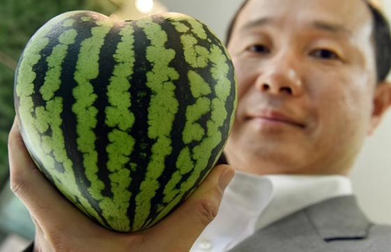 في اليابان: حبة فراولة بـ4 آلاف دولار وبطيخ فاخر بـ27 ألف دولار! صورة رقم 23