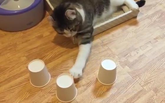 قطة تظهر ذكاء نادرا ومهارة عالية لعبة الكرة المخفية.. فيديو صورة رقم 3