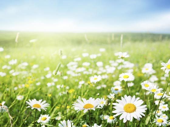هل تعاني من حساسية الربيع؟ اليك 5 نصائح للتغلب عليها صورة رقم 2
