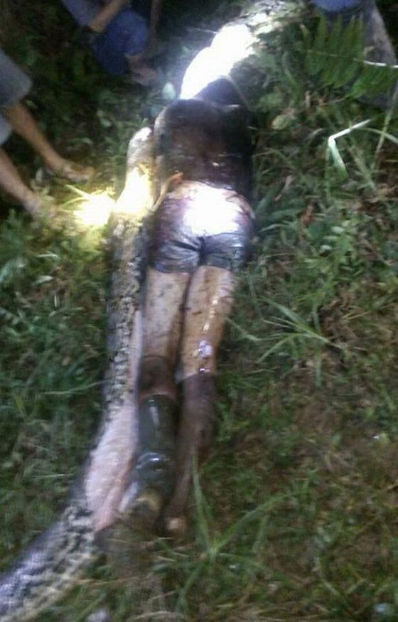 فيديو مرعب: قرويون شقّوا بطن ثعبان ضخم ليجدوا داخلة جثة صديقهم كاملة! صورة رقم 2