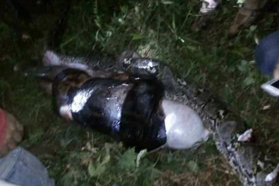 فيديو مرعب: قرويون شقّوا بطن ثعبان ضخم ليجدوا داخلة جثة صديقهم كاملة! صورة رقم 3