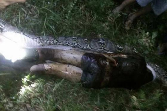فيديو مرعب: قرويون شقّوا بطن ثعبان ضخم ليجدوا داخلة جثة صديقهم كاملة! صورة رقم 4