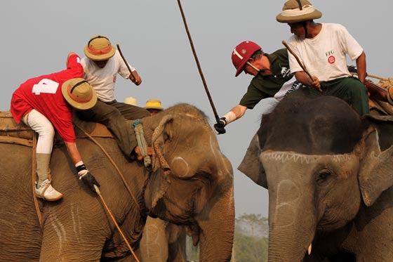  تايلاند: الفيلة تلعب البولو من أجل صغارها وتجمع 1.3 مليون دولار  صورة رقم 9