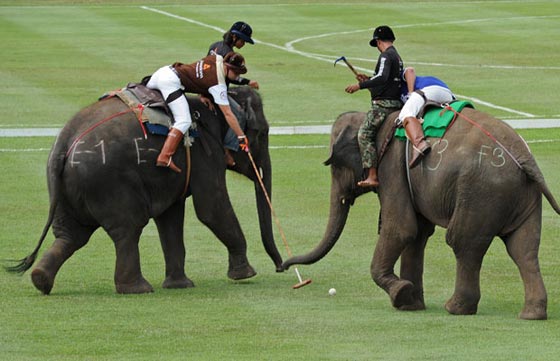  تايلاند: الفيلة تلعب البولو من أجل صغارها وتجمع 1.3 مليون دولار  صورة رقم 8