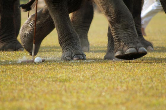  تايلاند: الفيلة تلعب البولو من أجل صغارها وتجمع 1.3 مليون دولار  صورة رقم 7