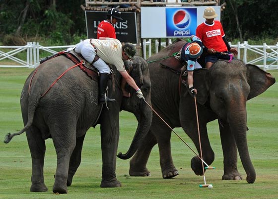  تايلاند: الفيلة تلعب البولو من أجل صغارها وتجمع 1.3 مليون دولار  صورة رقم 6