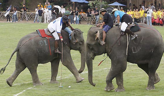  تايلاند: الفيلة تلعب البولو من أجل صغارها وتجمع 1.3 مليون دولار  صورة رقم 4