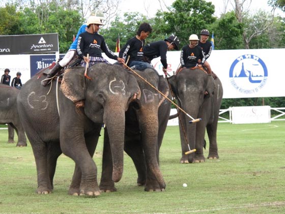  تايلاند: الفيلة تلعب البولو من أجل صغارها وتجمع 1.3 مليون دولار  صورة رقم 10
