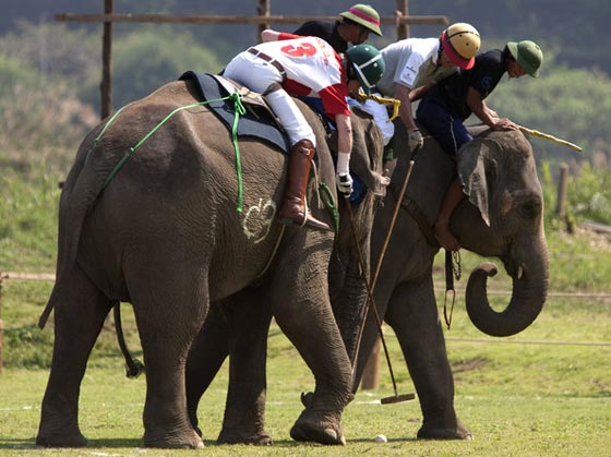 تايلاند: الفيلة تلعب البولو من أجل صغارها وتجمع 1.3 مليون دولار  صورة رقم 2