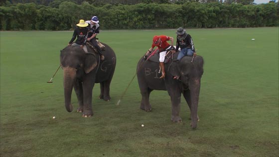  تايلاند: الفيلة تلعب البولو من أجل صغارها وتجمع 1.3 مليون دولار  صورة رقم 1