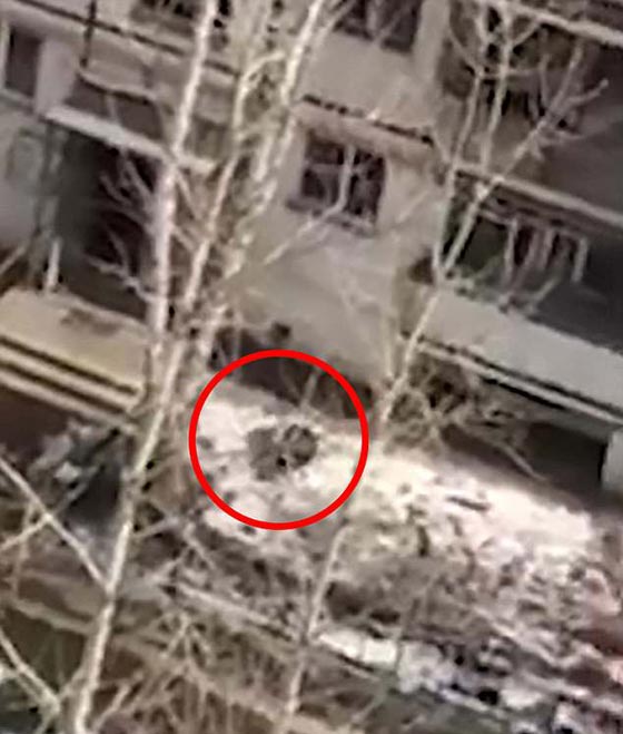 فيديو مروع.. لحظة سقوط رجل من الطابق الرابع  صورة رقم 2