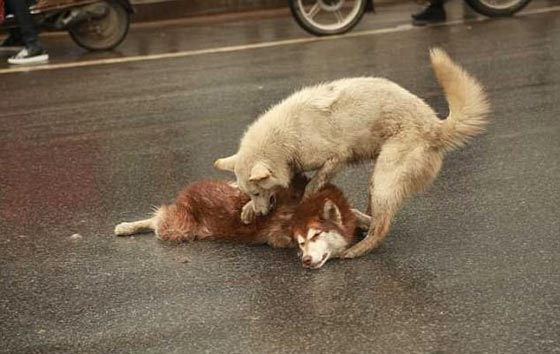 صور مؤثرة: كلب وفي بحاول اسعاف صديقه الذي صدمته سيارة ويُبكي الملايين  صورة رقم 1