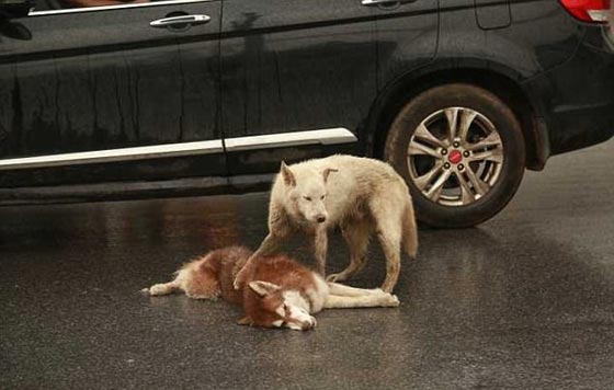 صور مؤثرة: كلب وفي بحاول اسعاف صديقه الذي صدمته سيارة ويُبكي الملايين  صورة رقم 2