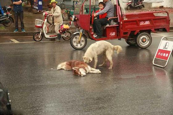 صور مؤثرة: كلب وفي بحاول اسعاف صديقه الذي صدمته سيارة ويُبكي الملايين  صورة رقم 3