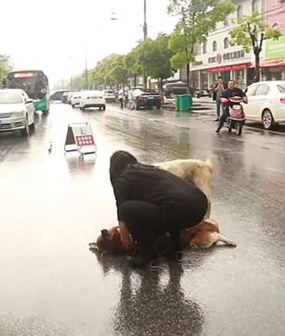 صور مؤثرة: كلب وفي بحاول اسعاف صديقه الذي صدمته سيارة ويُبكي الملايين  صورة رقم 5