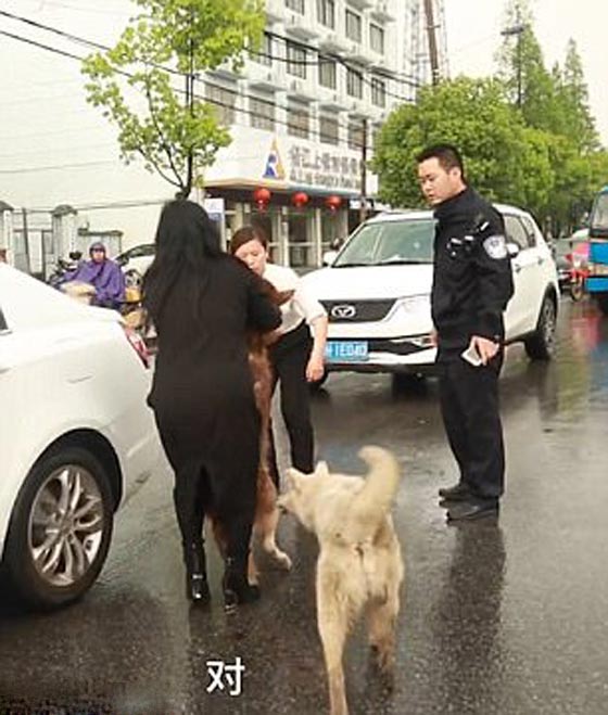 صور مؤثرة: كلب وفي بحاول اسعاف صديقه الذي صدمته سيارة ويُبكي الملايين  صورة رقم 6