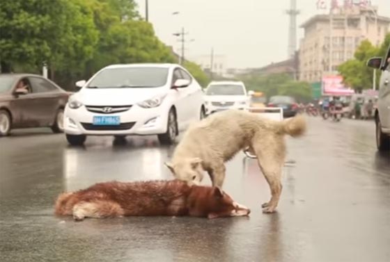 صور مؤثرة: كلب وفي بحاول اسعاف صديقه الذي صدمته سيارة ويُبكي الملايين  صورة رقم 7