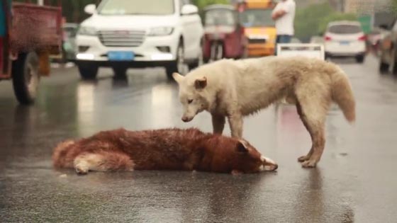 صور مؤثرة: كلب وفي بحاول اسعاف صديقه الذي صدمته سيارة ويُبكي الملايين  صورة رقم 8