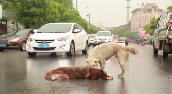 صور مؤثرة: كلب وفي بحاول اسعاف صديقه الذي صدمته سيارة ويُبكي الملايين  صورة رقم 9