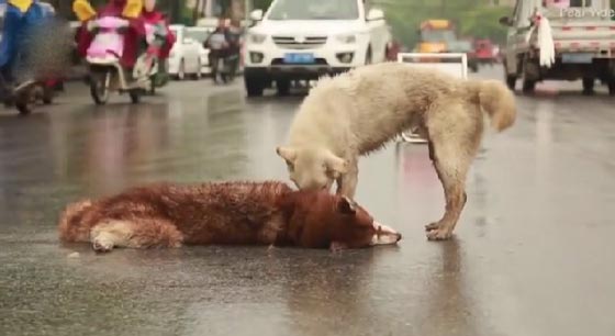 صور مؤثرة: كلب وفي بحاول اسعاف صديقه الذي صدمته سيارة ويُبكي الملايين  صورة رقم 10