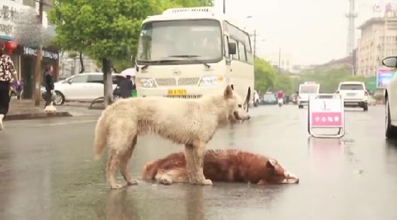 صور مؤثرة: كلب وفي بحاول اسعاف صديقه الذي صدمته سيارة ويُبكي الملايين  صورة رقم 12