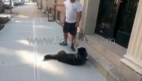فيديو طريف: لن تصدق رد فعل كلب اراد التنزه في الخارج مع صاحبه ورفض العودة للبيت! صورة رقم 6