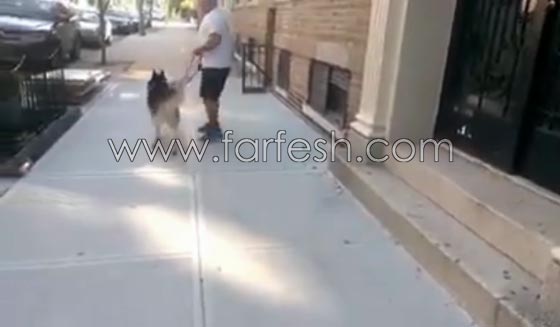 فيديو طريف: لن تصدق رد فعل كلب اراد التنزه في الخارج مع صاحبه ورفض العودة للبيت! صورة رقم 8
