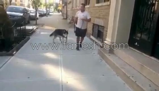 فيديو طريف: لن تصدق رد فعل كلب اراد التنزه في الخارج مع صاحبه ورفض العودة للبيت! صورة رقم 9
