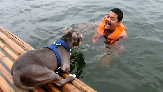 فيديو مؤثر: كلبان يتعاونان لإنقاذ صاحبهما من الغرق صورة رقم 1