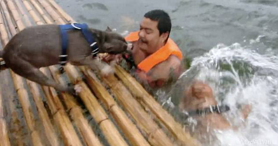 فيديو مؤثر: كلبان يتعاونان لإنقاذ صاحبهما من الغرق صورة رقم 3