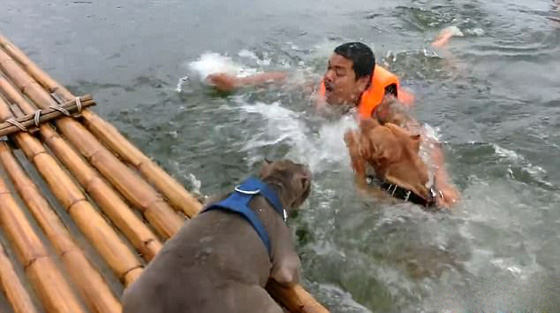 فيديو مؤثر: كلبان يتعاونان لإنقاذ صاحبهما من الغرق صورة رقم 2