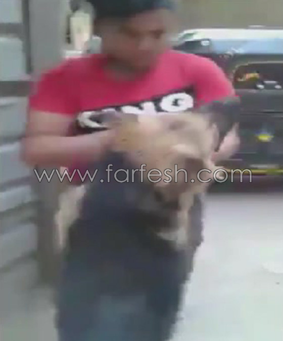 فيديو مذهل: طفل مصري شجاع يصارع كلب مفترس ويهزمه ويشل حركته! صورة رقم 3