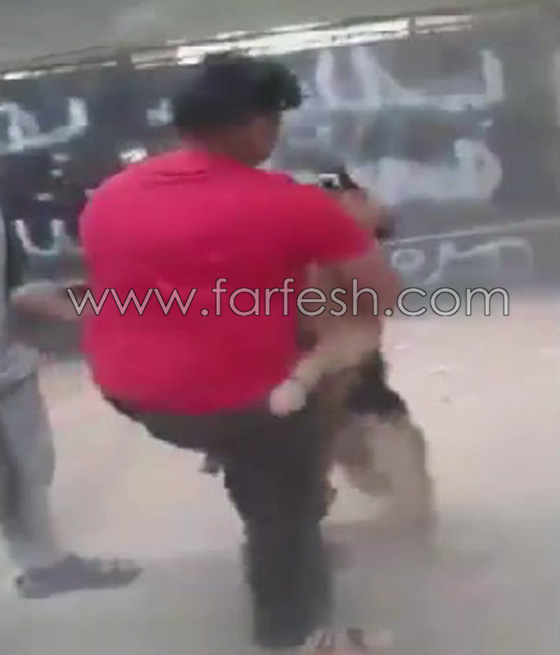 فيديو مذهل: طفل مصري شجاع يصارع كلب مفترس ويهزمه ويشل حركته! صورة رقم 5