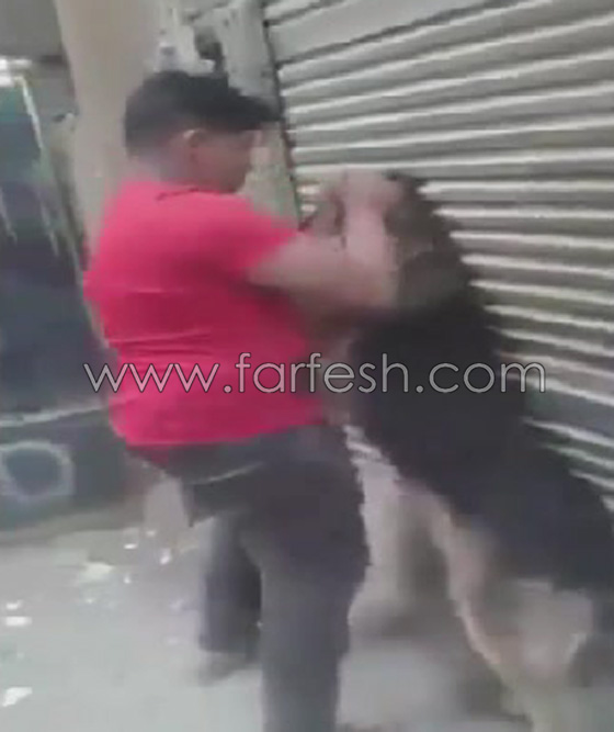 فيديو مذهل: طفل مصري شجاع يصارع كلب مفترس ويهزمه ويشل حركته! صورة رقم 6