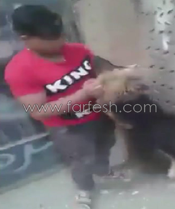 فيديو مذهل: طفل مصري شجاع يصارع كلب مفترس ويهزمه ويشل حركته! صورة رقم 10